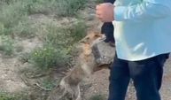 Adana’da tilkinin sıra dışı davranışları herkesi şaşırttı