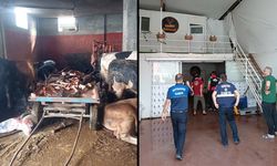 Adana’da 2.5 ton at eti skandalı: 4 at son anda kurtarıldı