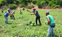 Adana’da karpuzda hasat başladı: Kilosu 20-24 TL