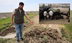 Adana’da meraya dökülen zehir 77 koyunu telef etti