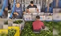 Adana’daki salatalık krizinde bakanlık son noktayı koydu
