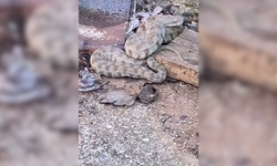 Türkiye’nin en zehirli yılanı engerek Adanalıları korkuttu