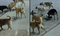 Hatay'da 6 sokak köpeğinin saldırısına uğrayan kedi telef oldu