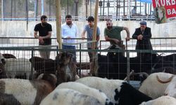 Mersin’de kurbanlık pazarı hareketlendi