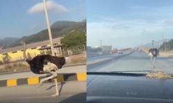 Trafiğe karışan deve kuşu şehir turu attı