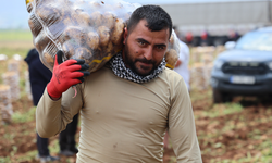 Patates yükleyip 100 bin lira kazanıyorlar! “Bu işi herkes yapamaz”