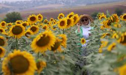 Adana'da ayçiçekler açtı, tarlalar fotoğrafçılarla doldu