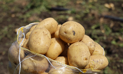 Adana'da patates üreticisinin yüzü gülmedi: Fiyatlar yarı yarıya düştü