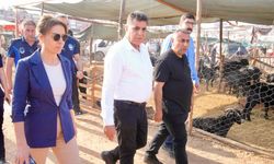 Halkın sağlığı için Seyhan Belediyesi görev başında