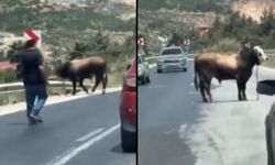 Hatay’da kaçan boğa trafiği birbirine kattı