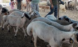 Kurban etlerinde sağlık riski olmaması için 9 altın kural