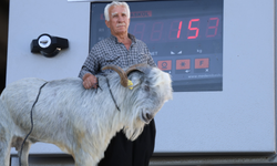 Kurban pazarının gözdesi: 153 Kiloluk “Paşa” teke İlgi odağı oldu