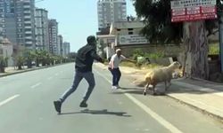 Adana'da kurbanlıklar sahiplerini peşinden koşturdu, o anlar kamerada