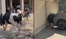Mersin'de kaçan kurbanlıklar trafiği ve sokakları karıştırdı