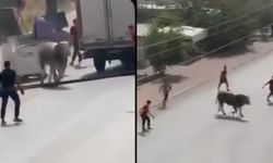 Mersin’de kurbanlık hayvanların kaçış macerası kamerada