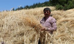 Feke’de ellik ve orakla hasat mesaisi başladı