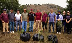 Kozan’da Akdeniz Meyve Sineğine Karşı Toplu Mücadele