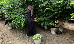 150 Liralık Limon İçin Adana’da Hasat Mesaisi Başladı