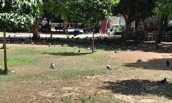 Adana Atatürk Parkı’nda kuşların havuz keyfi, sıcakta serinliğin en tatlı hali