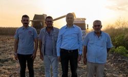 Adana’da Mısır Rekoltesi 1 Milyon 135 Bin Tonu Bulacak