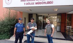 Adana’da yaralı leylek tedavi altına alındı