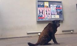 Çukurova Belediyesi'nin Maskotu "Karakız" Sonsuzluğa Uğurlandı