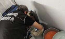 Fasulye kovasından bonzai çıktı: 6 torbacı tutuklandı