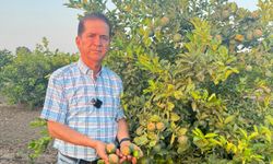 Adana’da Narenciye Alarmı: “Ürünlerimiz Yanıyor, Çiftçi Destek Bekliyor”