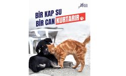 Kavurucu Sıcaklarda Sokak Hayvanları İçin Su Çağrısı