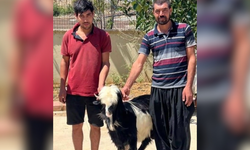 Kozan’da keçi hırsızları jandarmadan kaçamadı