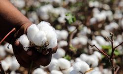 Adana’yı Adana Yapan ‘Beyaz Altın’ın Sırrı Ne?