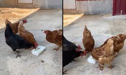 Sıcakta Bunalan Tavuklara Dondurma İkramı