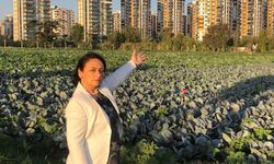 CHP’li Şevkin'den tarım ve hayvancılık için acil durum uyarısı!