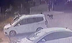 Adana’da 3 Yaşındaki Çocuğu Köpekler Kovaladı