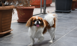 Adana’da araç çarpan köpek, 8 aylık fizik tedaviyle yeniden hayata tutundu