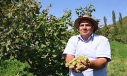 Karadeniz’in Fındığı Adana'da Açtı: İlk Hasat Yapıldı