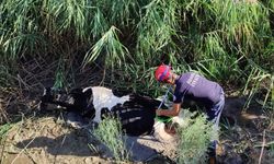 Adana’da İnek Kurtarma Operasyonu: İtfaiye Seferber Oldu