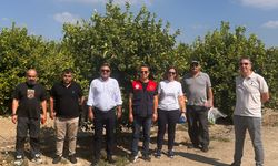 Adana’da Limon Hasadı İçin Gözler Bilimsel Analizlerde