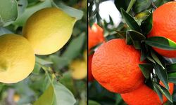 Adana’da Limon ve Mandalina Krizi: “Fiyat Birliği Suçtur!”