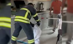 Adana’da Mutfağı Yılan Bastı! Korku Dolu Anlar Yaşandı