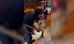 Adana’da su borusuna düşen kedi 4 saatlik operasyonla kurtarıldı
