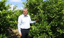 Ayhan Barut’tan ihracat yasağı tepkisi