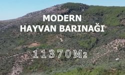 Kozan’da Hayvanlar İçin Bir İlk: Geri Sayım Başladı!