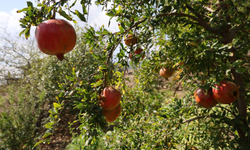 Adana’nın bu narı neden bu kadar özel? Tescilli Kuytucak Narı’nın sırrı ortaya çıktı