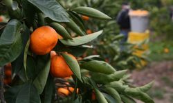 Adana'da mandalina hasat ve ihracat tarihleri açıklandı