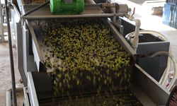 Adana Büyükşehir Belediyesinden zeytin üreticilerine makine desteği