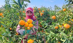 Adanalı narenciye üreticileri dikkat! Ekim ayı bakım takvimi açıklandı