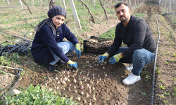 Adanalı girişimci ak zambakla ihracata hazırlanıyor