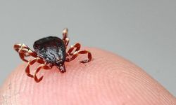 Adana'da kene tehlikesi: Uzmanlar risk halinde bunu yapın dedi!