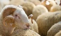 Tarım ve Orman Bakanlığı'ndan Kurban Bayramı öncesi sıkı tedbirler